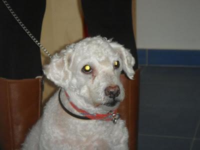 TOY, caniche de 11 años y medio. (Madrid) Urgente!!!!