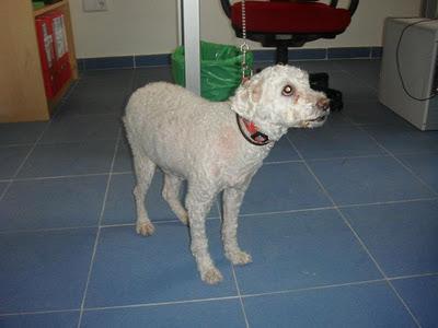 TOY, caniche de 11 años y medio. (Madrid) Urgente!!!!