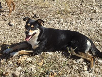 Mompy, abandonada en la carretera.