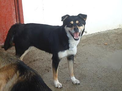 Mompy, abandonada en la carretera.