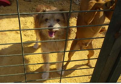 ÉCIJA: Sacrificio de Yorkshire y pequeños,