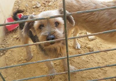 ÉCIJA: Sacrificio de Yorkshire y pequeños,