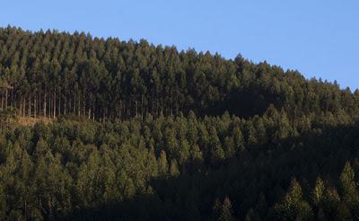 Legalizadas las plantaciones de Eucaliptus nitens en Asturias