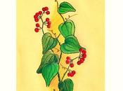 'Systema Naturae' Zarzaparrilla