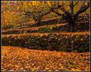 El Valle del Jerte y su Otoñada.