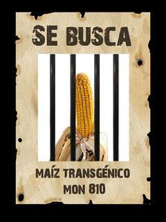 Amigos de la Tierra busca MON810, yo también