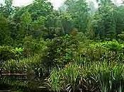 Manigua