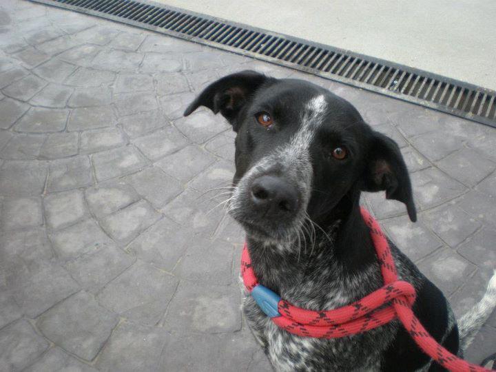 Cesna, corre peligro