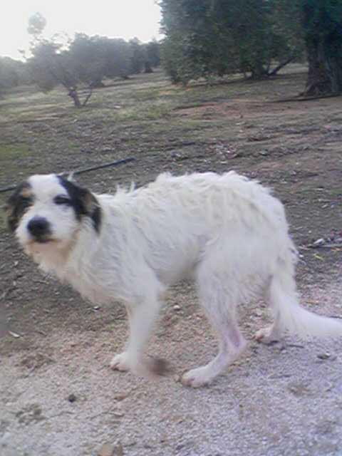 No se mueve de la carretera donde le abandonaron .Urgente