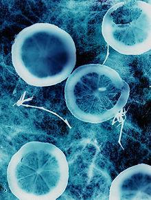 Concursos del Departamento de Matemáticas curso 2011-2012.