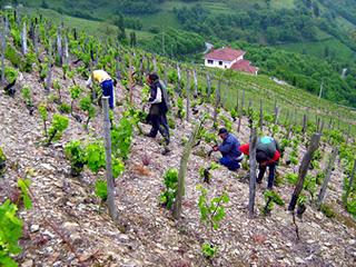 MONASTERIO DE CORIAS “VARIEDADES ÚNICAS ” 2009 Albarin Negro ( Bodegas Monasterio de Corias - Vino de Calidad de Cangas)