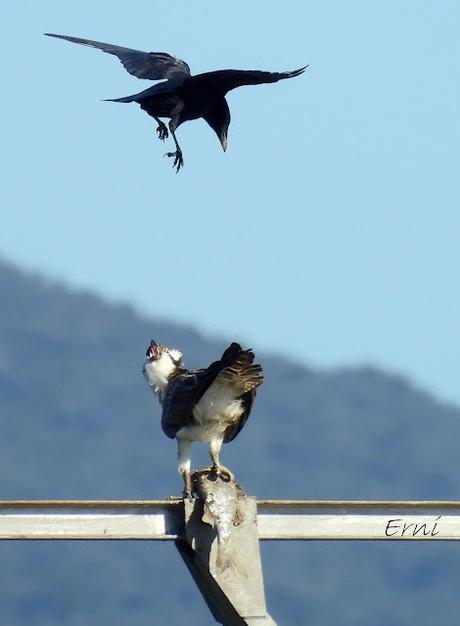 ¡¡BUEN PAJAREO PARA TODOS!!