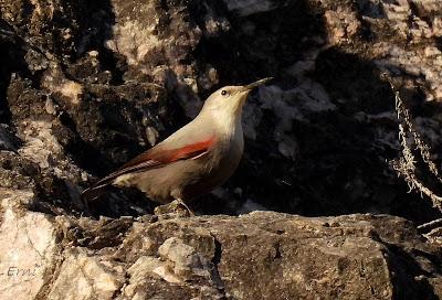 ¡¡BUEN PAJAREO PARA TODOS!!