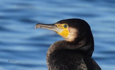 ¡¡BUEN PAJAREO PARA TODOS!!