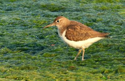 ¡¡BUEN PAJAREO PARA TODOS!!