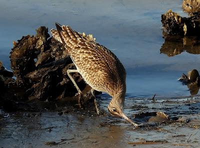 ¡¡BUEN PAJAREO PARA TODOS!!