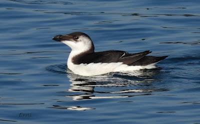 ¡¡BUEN PAJAREO PARA TODOS!!