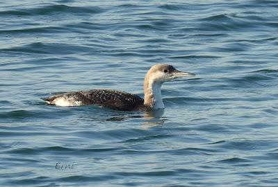 ¡¡BUEN PAJAREO PARA TODOS!!