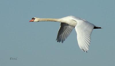 ¡¡BUEN PAJAREO PARA TODOS!!