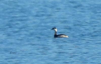¡¡BUEN PAJAREO PARA TODOS!!