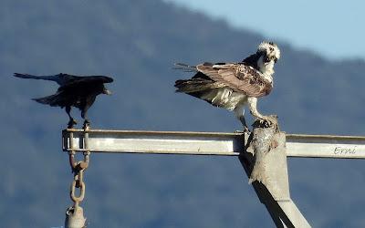 ¡¡BUEN PAJAREO PARA TODOS!!