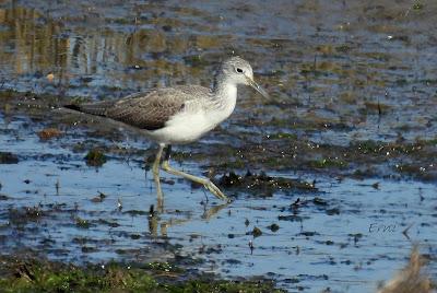 ¡¡BUEN PAJAREO PARA TODOS!!