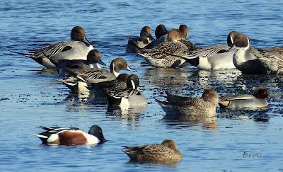 ¡¡BUEN PAJAREO PARA TODOS!!