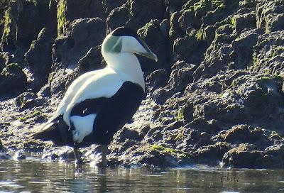 ¡¡BUEN PAJAREO PARA TODOS!!