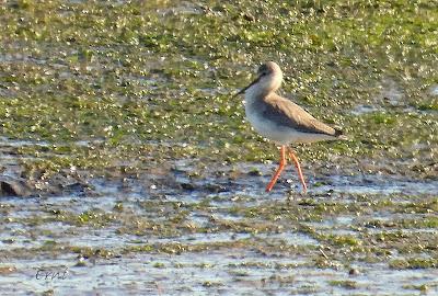 ¡¡BUEN PAJAREO PARA TODOS!!
