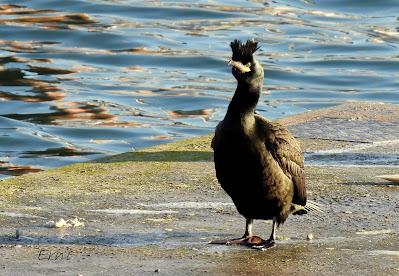 ¡¡BUEN PAJAREO PARA TODOS!!