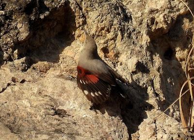 ¡¡BUEN PAJAREO PARA TODOS!!