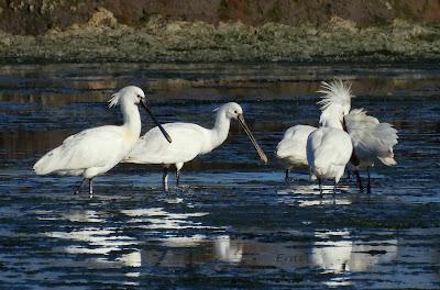 ¡¡BUEN PAJAREO PARA TODOS!!