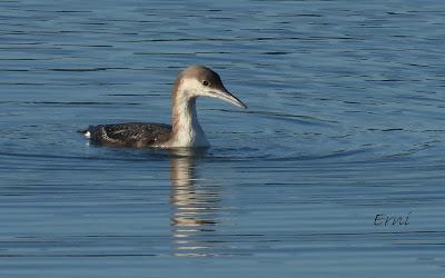 ¡¡BUEN PAJAREO PARA TODOS!!