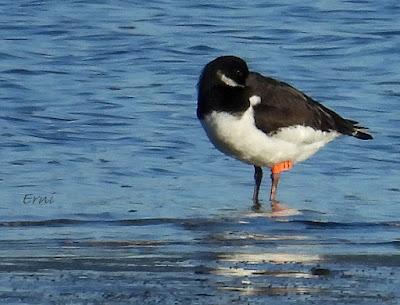 ¡¡BUEN PAJAREO PARA TODOS!!