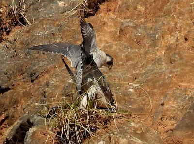 ¡¡BUEN PAJAREO PARA TODOS!!