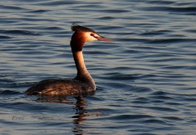 ¡¡BUEN PAJAREO PARA TODOS!!