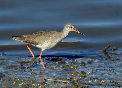 ¡¡BUEN PAJAREO PARA TODOS!!