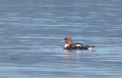 ¡¡BUEN PAJAREO PARA TODOS!!