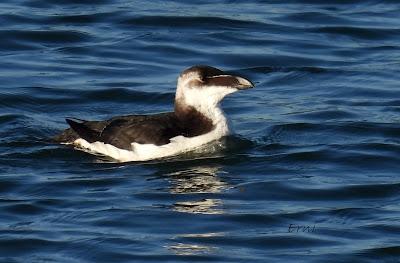 ¡¡BUEN PAJAREO PARA TODOS!!