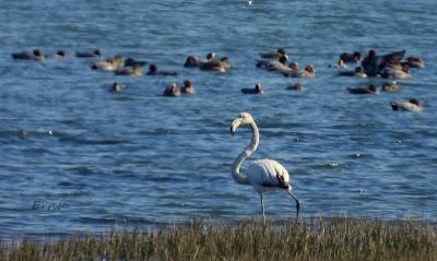 ¡¡BUEN PAJAREO PARA TODOS!!