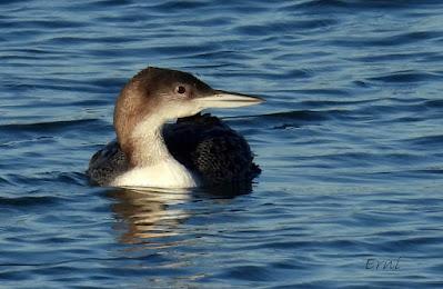 ¡¡BUEN PAJAREO PARA TODOS!!