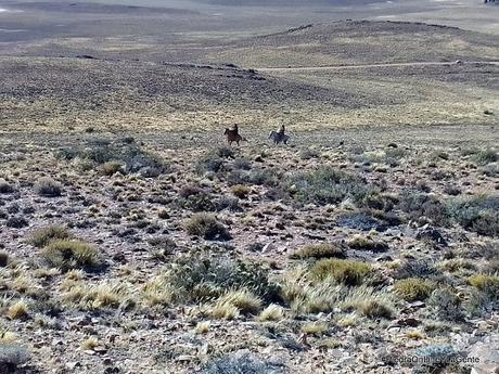 Traslado a caballo de materiales hacia un cerro para instalar una torre en Mencué
