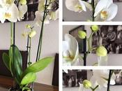 💐Orquídea Valentín