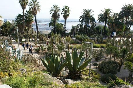 una vista de la parte superior del Parque de los Cactus en Barcelona con muchos cactus y palmeras al fondo