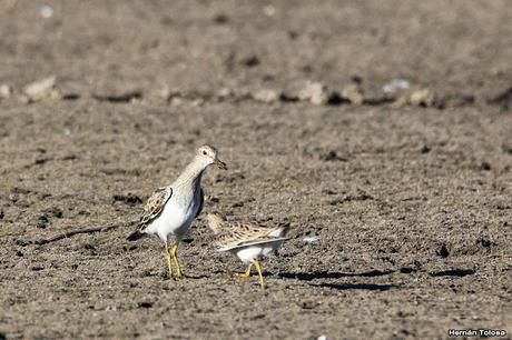 Censo Neotropical de Aves Acuáticas (febrero 2023)