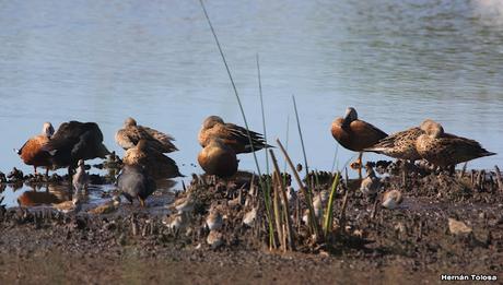 Censo Neotropical de Aves Acuáticas (febrero 2023)