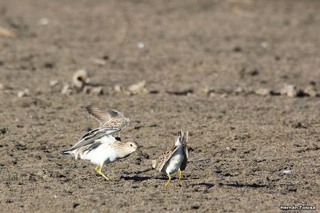 Censo Neotropical de Aves Acuáticas (febrero 2023)