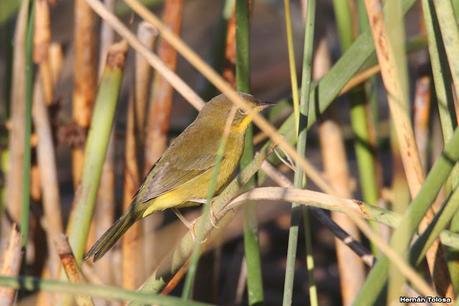 Censo Neotropical de Aves Acuáticas (febrero 2023)