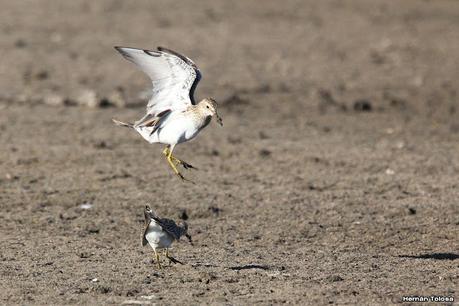 Censo Neotropical de Aves Acuáticas (febrero 2023)