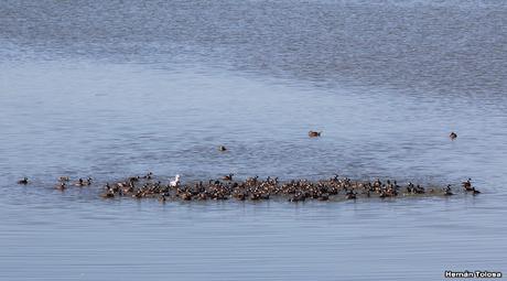 Censo Neotropical de Aves Acuáticas (febrero 2023)